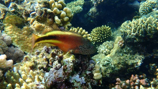 Merluza Negra Paracirrhites Forsteri Bajo Mar Mar Rojo Egipto Sharm — Foto de Stock