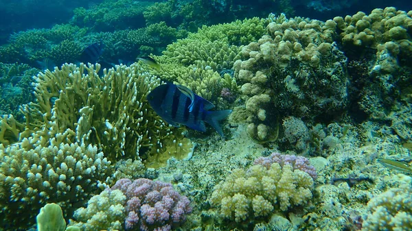 Lenyűgöző Tenger Alatti Korallzátony Kilátás Vörös Tenger Egyiptom Sharm Sheikh — Stock Fotó