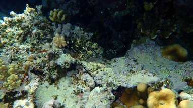 Stocky hawkfish or whitespotted hawkfish or large hawkfish (Cirrhitus pinnulatus) undersea, Red Sea, Egypt, Sharm El Sheikh, Nabq Bay
