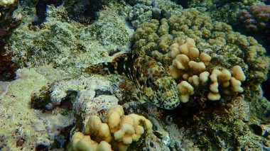 Stocky hawkfish or whitespotted hawkfish or large hawkfish (Cirrhitus pinnulatus) undersea, Red Sea, Egypt, Sharm El Sheikh, Nabq Bay