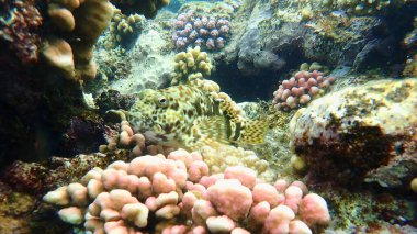 Stocky hawkfish or whitespotted hawkfish or large hawkfish (Cirrhitus pinnulatus) undersea, Red Sea, Egypt, Sharm El Sheikh, Nabq Bay