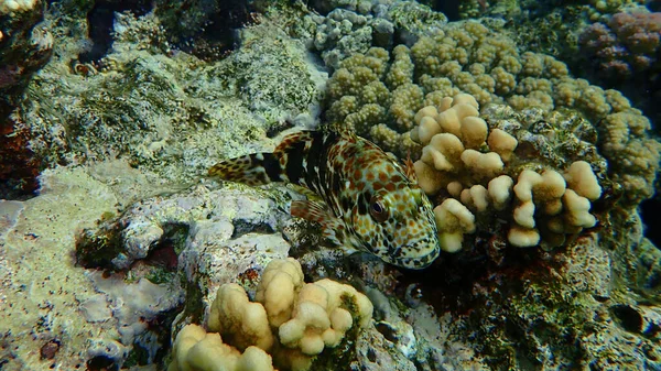 Stocky Hawkfish Whitespotted Hawkfish Large Hawkfish Cirrhitus Pinnulatus Undersea Red — Fotografia de Stock