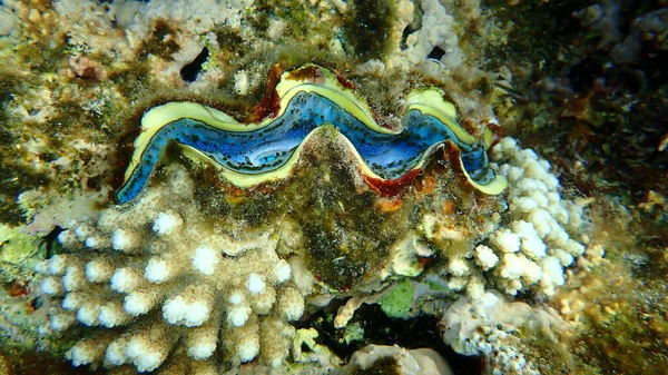 Mussla Eller Liten Jättemussla Tridacna Maxima Vatten Röda Havet Egypten — Stockfoto