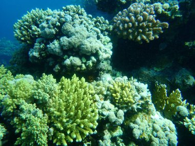 Şaşırtıcı sualtı mercan resifi manzarası, Kızıl Deniz, Mısır, Sharm El Sheikh, Nabq Bay