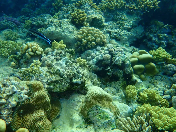 Stunning Undersea Coral Reef View Red Sea Egypt Sharm Sheikh — Stock Photo, Image