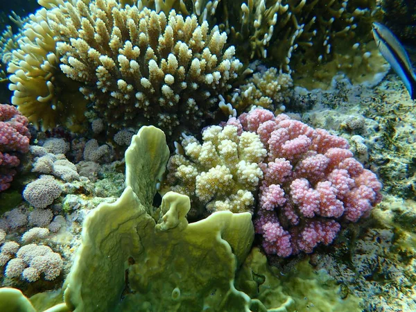Εκπληκτική Θέα Υποθαλάσσιο Κοραλλιογενή Ύφαλο Ερυθρά Θάλασσα Αίγυπτος Sharm Sheikh — Φωτογραφία Αρχείου