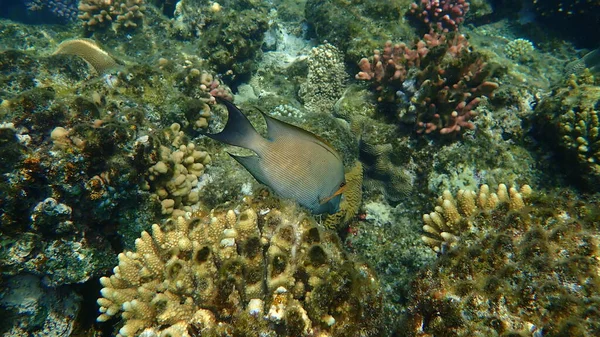 Ryba Prążkowana Ctenochaetus Striatus Podmorska Morze Czerwone Egipt Sharm Sheikh — Zdjęcie stockowe