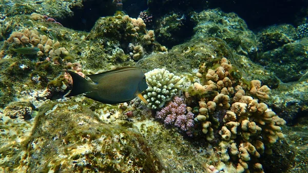 Çizgili Cerrah Balığı Ctenochaetus Striatus Denizaltı Kızıl Deniz Mısır Sharm — Stok fotoğraf