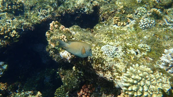 Ryba Prążkowana Ctenochaetus Striatus Podmorska Morze Czerwone Egipt Sharm Sheikh — Zdjęcie stockowe