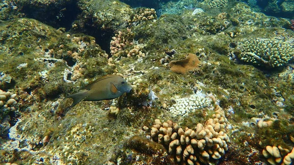 Çizgili cerrah balığı (Ctenochaetus striatus) denizaltı, Kızıl Deniz, Mısır, Sharm El Sheikh, Nabq Körfezi