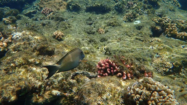 Striated Surgeonfish Ctenochaetus Striatus Undersea Red Sea Egypt Sharm Sheikh — Stock Photo, Image