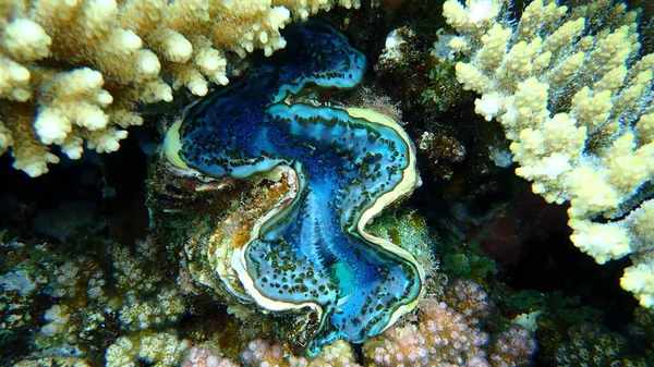 Bivalf yumuşakça maksima ya da küçük dev istiridye (Tridacna maxima) denizaltı, Kızıldeniz, Mısır, Sina, Ras Mohammad Milli Parkı