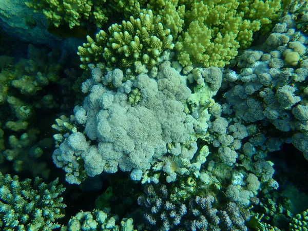 Şaşırtıcı Sualtı Mercan Resifi Manzarası Kızıl Deniz Mısır Sharm Sheikh — Stok fotoğraf