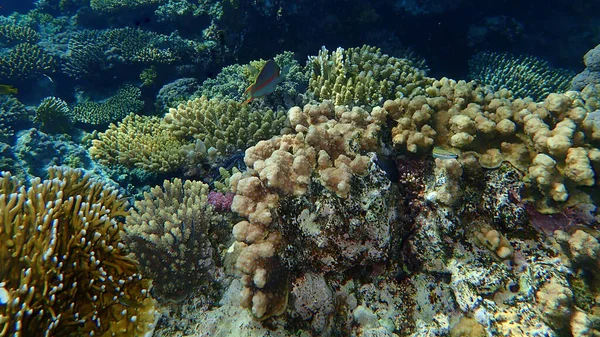 Şaşırtıcı sualtı mercan resifi manzarası, Kızıl Deniz, Mısır, Sharm El Sheikh, Nabq Bay