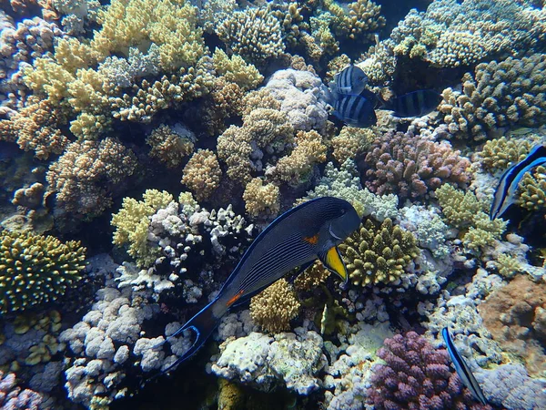 美しい海底サンゴ礁の景色 エジプト 魅力的なエルシェイク ナベク湾 — ストック写真
