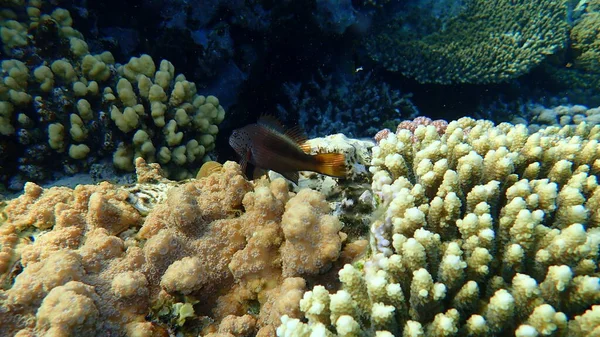 Jastrząb Czarny Paracirrhites Forsteri Podmorski Morze Czerwone Egipt Sharm Sheikh — Zdjęcie stockowe