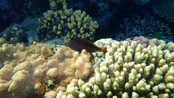 Jastrząb Czarny Paracirrhites Forsteri Podmorski Morze Czerwone Egipt Sharm Sheikh — Zdjęcie stockowe