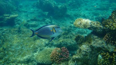 Sohal cerrah balığı veya sohal tang veya Arap cerrah balığı (Acanthurus sohal) denizaltı, Kızıl Deniz, Mısır, Sharm El Sheikh, Nabq Bay