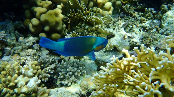 Parrotfish Daisy Або Bullethead Parrotfish Chlorurus Sordidus Під Водою Червоне — стокове фото