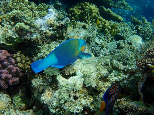 デイジーParrotfishまたはBullehead Parrotfish クロルラス ソルディダス エジプト シナイ モハマド国立公園 — ストック写真