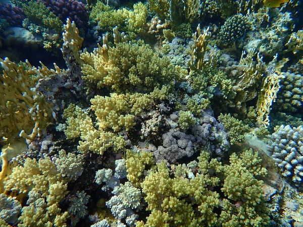 Потрясающий Вид Подводный Коралловый Риф Красное Море Египет Шарм Эль — стоковое фото