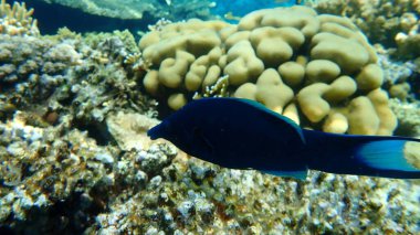 Yeşil kuş ağızlı grasse veya Hint kuş ağızlı wrasse (Gomphosus caeruleus. Geçersiz eş anlamlı: Gomphosus caeruleus klunzingeri) denizaltı, Kızıldeniz, Mısır, Sina, Ras Mohammad Milli Parkı