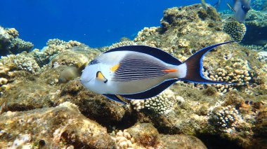Sohal cerrah balığı veya sohal tang veya Arap cerrah balığı (Acanthurus sohal) denizaltı, Kızıl Deniz, Mısır, Sharm El Sheikh, Nabq Bay