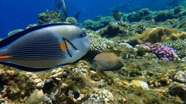 Sohal cerrah balığı veya sohal tang veya Arap cerrah balığı (Acanthurus sohal) denizaltı, Kızıl Deniz, Mısır, Sharm El Sheikh, Nabq Bay