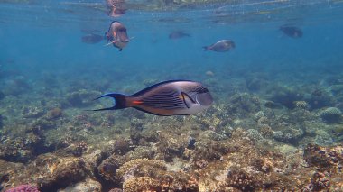 Sohal cerrah balığı veya sohal tang veya Arap cerrah balığı (Acanthurus sohal) denizaltı, Kızıl Deniz, Mısır, Sharm El Sheikh, Nabq Bay