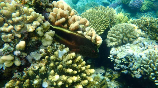 Jastrząb Czarny Paracirrhites Forsteri Podmorski Morze Czerwone Egipt Sharm Sheikh — Zdjęcie stockowe