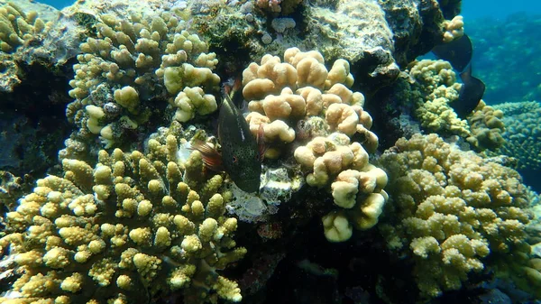 Blackside Hawkfish Paracirrhites Forsteri Pod Mořem Rudé Moře Egypt Sharm — Stock fotografie