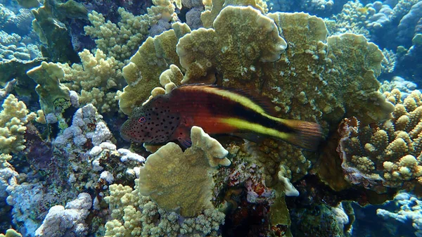Blackside Hawkfish Paracirrhites Forsteri Undersea Red Sea Egypt Sharm Sheikh — Stock Photo, Image