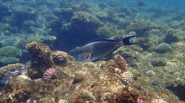 Sohal Surgeonfish Sohal Tang Arabian Surgeonfish Acanthurus Sohal Sea Morze — Zdjęcie stockowe