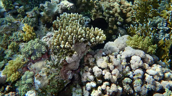 Εκπληκτική Θέα Υποθαλάσσιο Κοραλλιογενή Ύφαλο Ερυθρά Θάλασσα Αίγυπτος Sharm Sheikh — Φωτογραφία Αρχείου