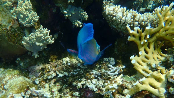 デイジーParrotfishまたはBullehead Parrotfish クロルラス ソルディダス エジプト シナイ モハマド国立公園 — ストック写真