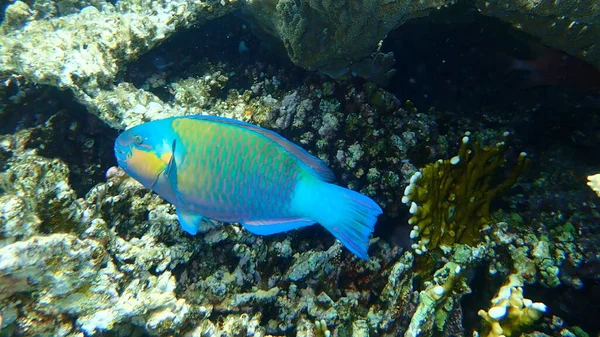 デイジーParrotfishまたはBullehead Parrotfish クロルラス ソルディダス エジプト シナイ モハマド国立公園 — ストック写真