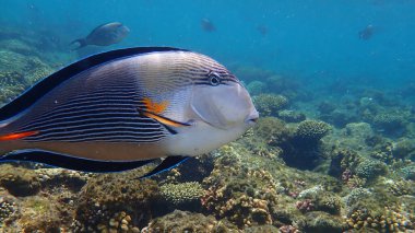 Sohal cerrah balığı veya sohal tang veya Arap cerrah balığı (Acanthurus sohal) denizaltı, Kızıl Deniz, Mısır, Sharm El Sheikh, Nabq Bay