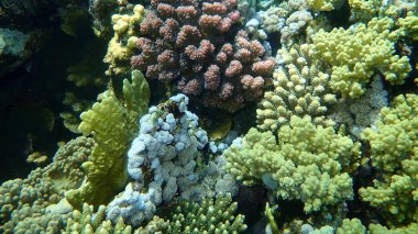 Şaşırtıcı sualtı mercan resifi manzarası, Kızıl Deniz, Mısır, Sharm El Sheikh, Nabq Bay