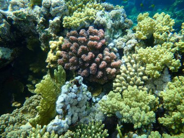 Şaşırtıcı sualtı mercan resifi manzarası, Kızıl Deniz, Mısır, Sharm El Sheikh, Nabq Bay