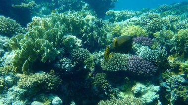 Şaşırtıcı sualtı mercan resifi manzarası, Kızıl Deniz, Mısır, Sharm El Sheikh, Nabq Bay