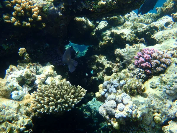 Impressionante Vista Submarina Recife Coral Mar Vermelho Egito Sharm Sheikh — Fotografia de Stock