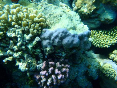 Şaşırtıcı sualtı mercan resifi manzarası, Kızıl Deniz, Mısır, Sharm El Sheikh, Nabq Bay