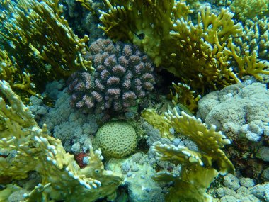 Şaşırtıcı sualtı mercan resifi manzarası, Kızıl Deniz, Mısır, Sharm El Sheikh, Nabq Bay