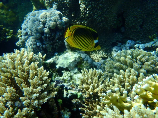 Stunning Undersea Coral Reef View Red Sea Egypt Sharm Sheikh — Stock Photo, Image