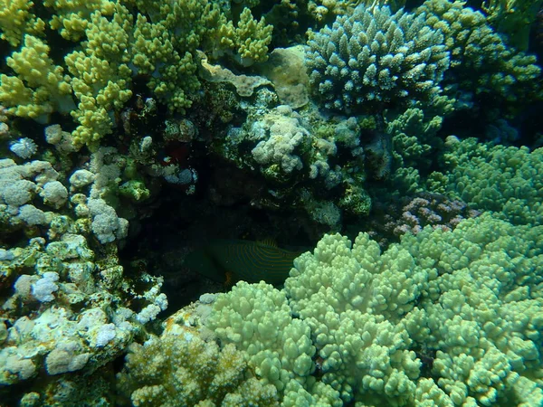 Şaşırtıcı Sualtı Mercan Resifi Manzarası Kızıl Deniz Mısır Sharm Sheikh — Stok fotoğraf