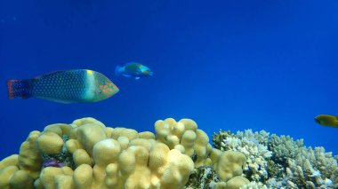 Checkerboard wrasse (Halichoeres hortulanus) undersea, Red Sea, Egypt, Sinai, Ras Mohammad national park