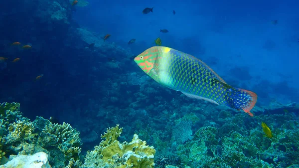 Checkerboard Wrasse Halichoeres Hortulanus Undersea Red Sea Egypt Sinai Ras — ストック写真