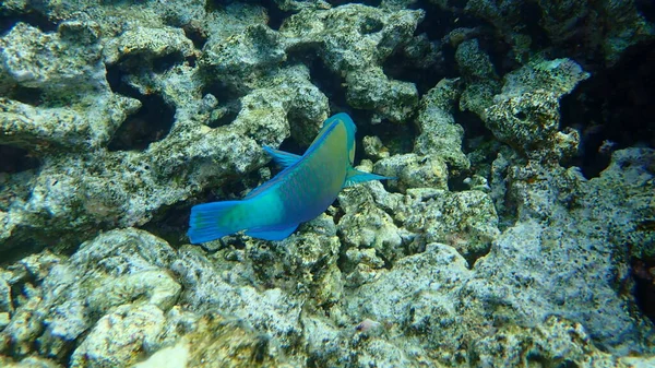 デイジーParrotfishまたはBullehead Parrotfish クロルラス ソルディダス エジプト シナイ モハマド国立公園 — ストック写真