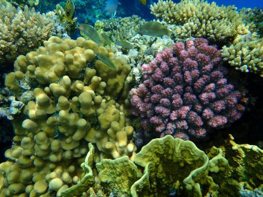 Şaşırtıcı sualtı mercan resifi manzarası, Kızıl Deniz, Mısır, Sina, Ras Mohammad Milli Parkı