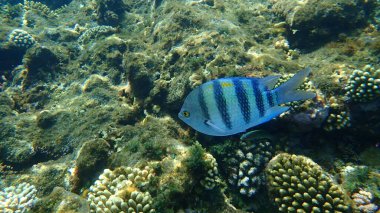 Sergeant major or Indo-Pacific sergeant (Abudefduf vaigiensis) undersea, Red Sea, Egypt, Sharm El Sheikh, Nabq Bay